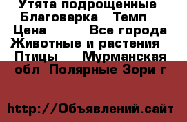 Утята подрощенные “Благоварка“,“Темп“ › Цена ­ 100 - Все города Животные и растения » Птицы   . Мурманская обл.,Полярные Зори г.